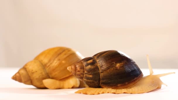 Two Snails Clean Background Achatina Snail Home Beautician Home Pet — Stock Video