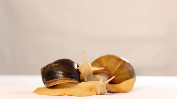 两只蜗牛在干净的背景上Achatina蜗牛 家庭美容师 家养宠物 — 图库视频影像