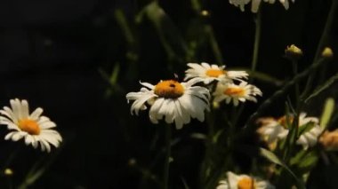Bahçedeki gölgede beyaz papatya çayı. Rüzgarda sallanan çiçekler