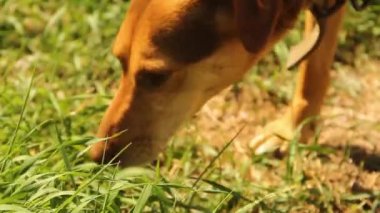 Kahverengi köpek ot yer. Sokaktaki köpek
