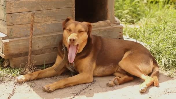 Brown Dog Hides Shade Sun Hot Day Dog Street — Stock Video