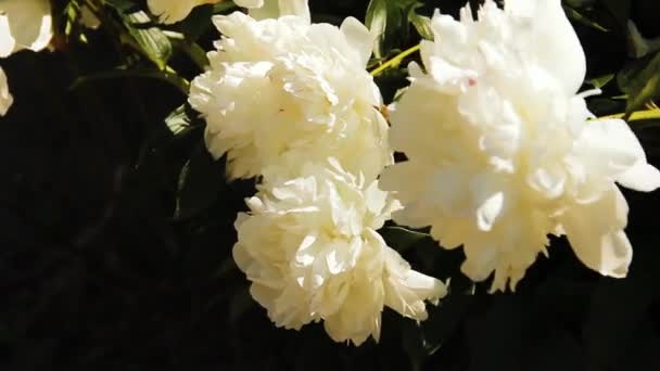 White Peonies Shade Garden Flowers Sway Wind — Stock Video