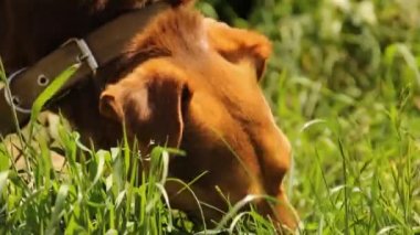 Kahverengi köpek ot yer. Sokaktaki köpek