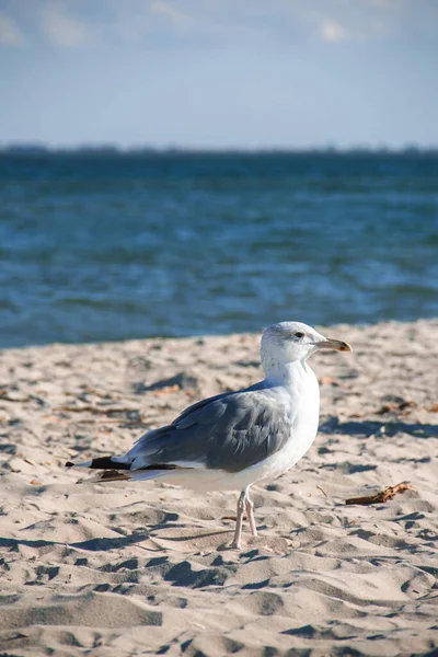 Larus Argentatus Gabbiano Argento Sulla Riva Del Mare Gabbiano — Foto Stock