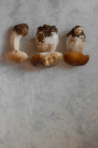 Porcini Cogumelos Brancos Fecham Grandes Cogumelos — Fotografia de Stock