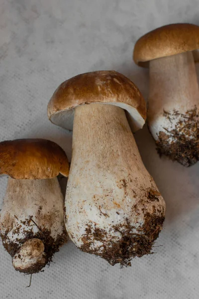 Porcini Cogumelos Brancos Fecham Grandes Cogumelos — Fotografia de Stock