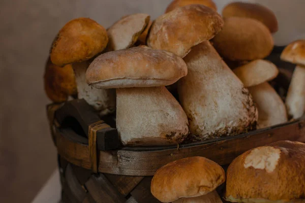 Porcini Las Setas Blancas Cierran Setas Grandes — Foto de Stock