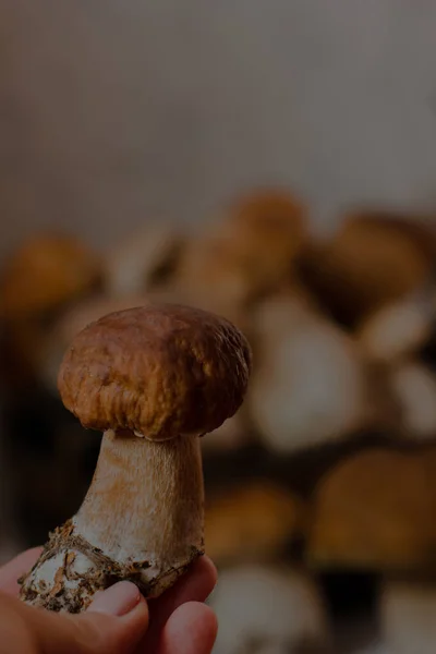 Porcini Cogumelos Brancos Fecham Grandes Cogumelos — Fotografia de Stock