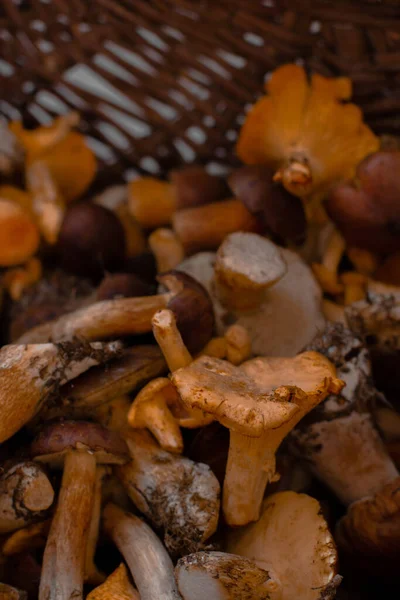 Porcini Cogumelos Brancos Fecham Grandes Cogumelos — Fotografia de Stock