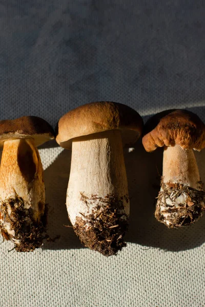 Porcini Cogumelos Brancos Fecham Grandes Cogumelos — Fotografia de Stock