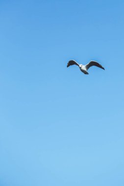 Martı gökyüzünde uçar. Gökyüzündeki kuş