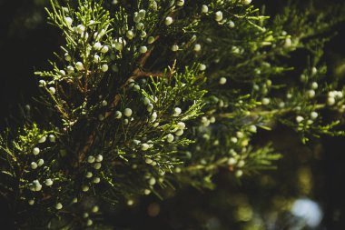 Bahçede güzel bir dal var.