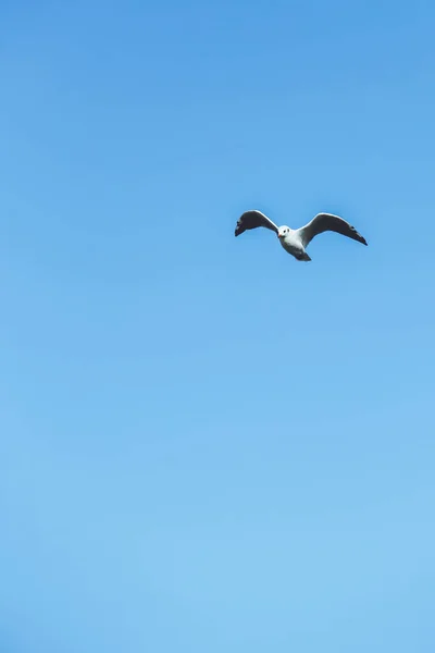 Gaivota Voa Céu Pássaro Céu — Fotografia de Stock