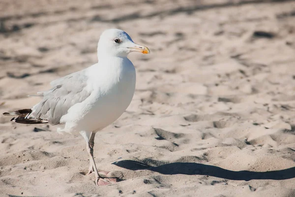 Larus Argentatus Silbermöwe Der Küste Möwen — Stockfoto