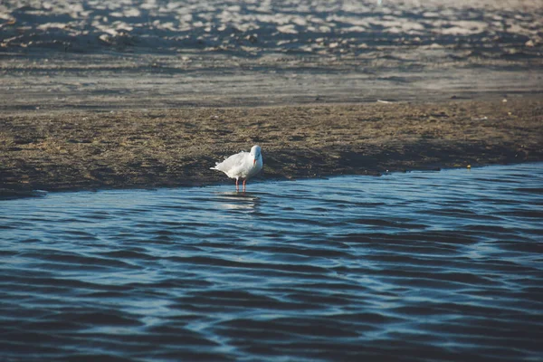 Larus Argentatus Silver Gull Seashore Gull — Stock Photo, Image