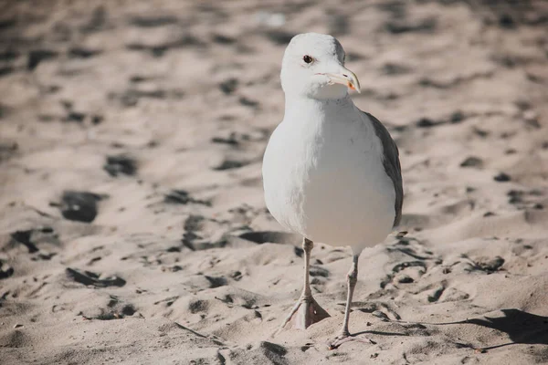 Larus Argentatus Gabbiano Argento Sulla Riva Del Mare Gabbiano — Foto Stock