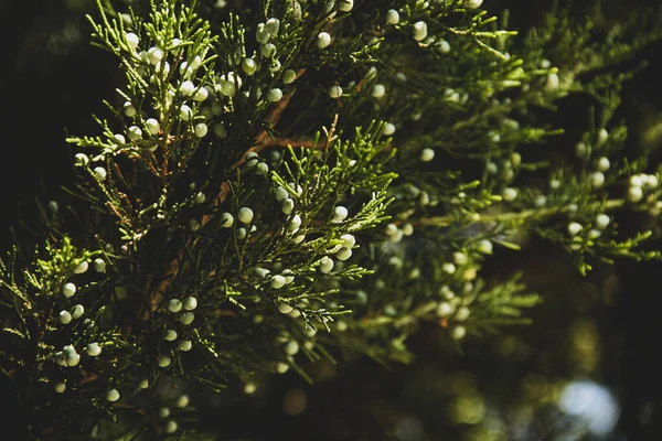 Bahçede güzel bir dal var.