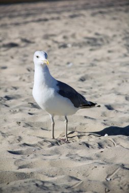 Larus argentatus. Deniz kıyısında gümüş martı. Martı