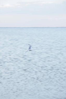 Martı denizin üzerinde gökyüzünde uçar. Gökyüzündeki kuş