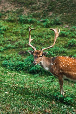 Benekli geyik. Boynuzlu bir sika geyiği. Cervus meme ucu