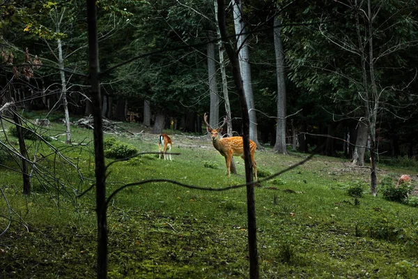 鹿の糞だ 鹿の角をした鹿 子宮頸部ニッポン — ストック写真