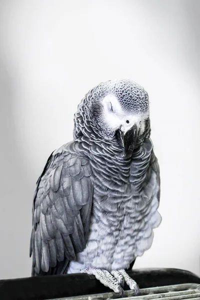 Big Parrot Psittacus Loro Gris Gris Africano —  Fotos de Stock