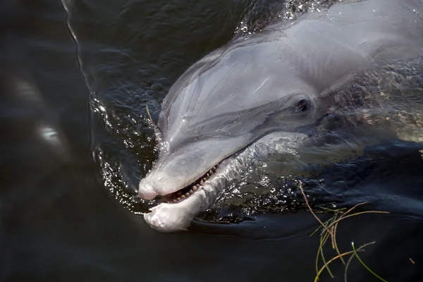 Niedlicher Florida-Delfin — Stockfoto