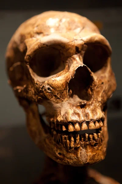 Vecchio cranio — Foto Stock