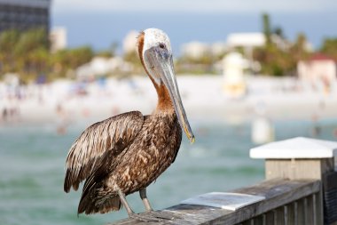 Clearwater beach florida Pelikan