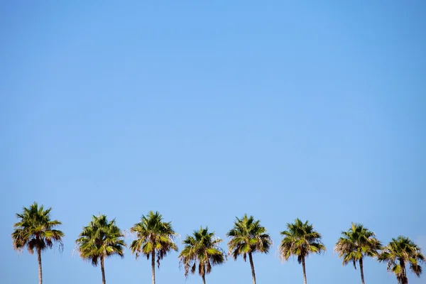 Tropische palm bomen rij — Stockfoto