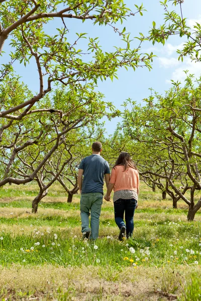 Casal caminhando através do pomar da maçã — Fotografia de Stock