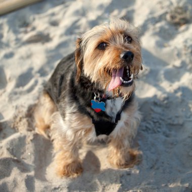 borkie köpek sahilde