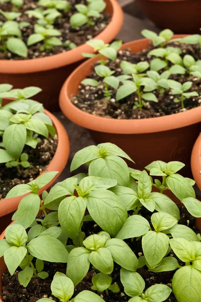 Potted Basil Plants — Stock Photo, Image