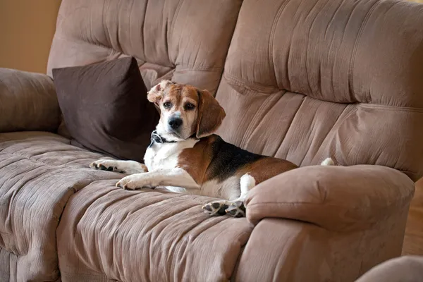 Perro Beagle en el sofá — Foto de Stock