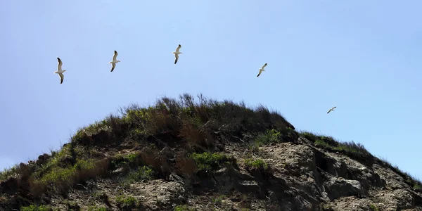 Île Block Seagull Timelapse — Photo