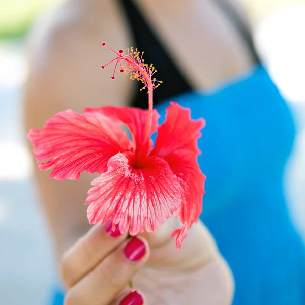 Röd hibiscus blomma närbild — Stockfoto