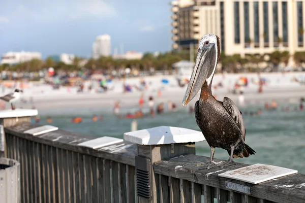 Klarwasser strand florida pelikan — Stockfoto