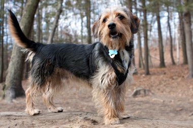 ormanda borkie köpek