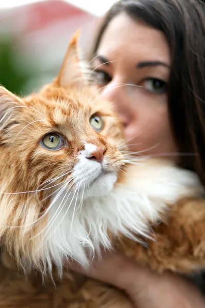 Мейн Кун кішка власника — стокове фото