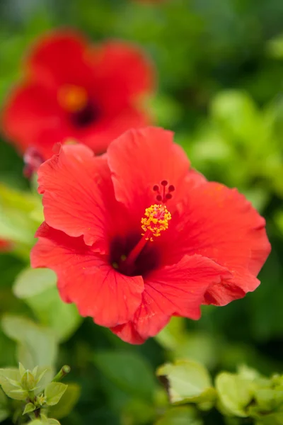 Bermuda kırmızı hibiscus çiçek — Stok fotoğraf