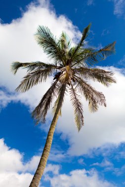 Bermuda palmiye ağacı
