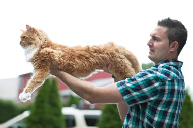 Sarı maine coon kedi