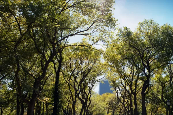 NYC central Park'a ağaçlar — Stok fotoğraf