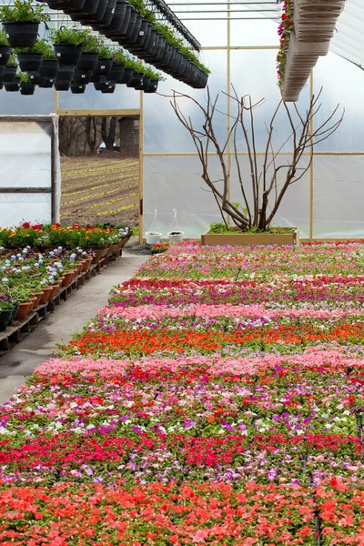 Broeikasgassen kwekerij met bloemen — Stockfoto
