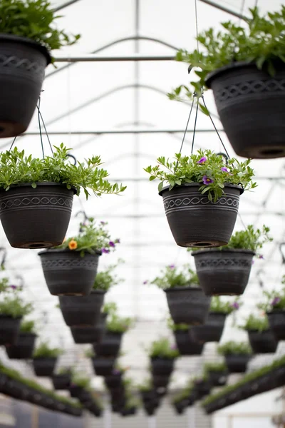 Nursery Hanging Flowers Pots — Stock Photo, Image