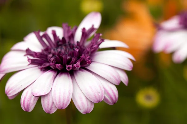 보라색 꽃 매크로 — 스톡 사진