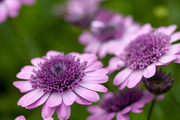 Purple Flowers Macro — Stock Photo, Image