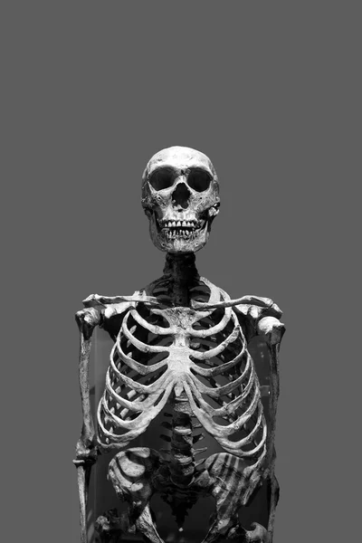 Страшно скелет — стокове фото