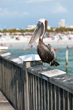 Clearwater beach florida Pelikan