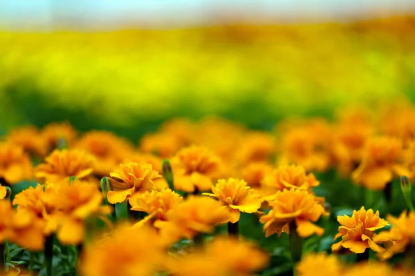 Fiori di calendula Macro - Profondità di campo poco profonda — Foto Stock